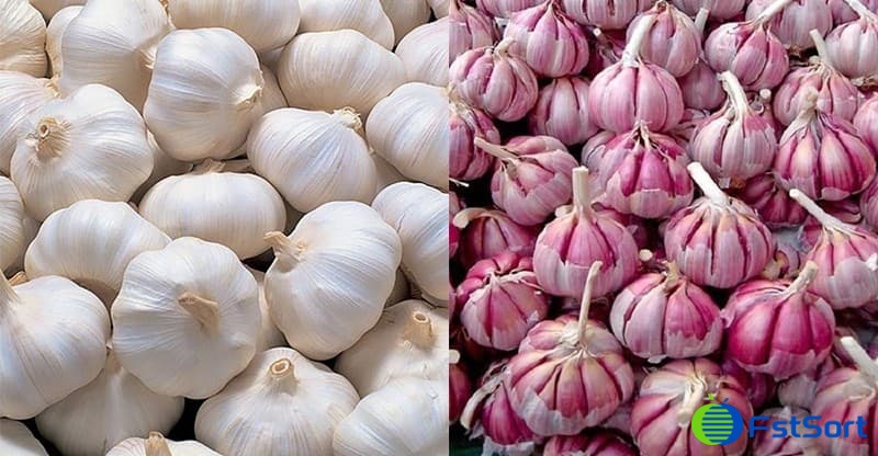 Egyptian garlics.jpg Egyptian garlics.jpg